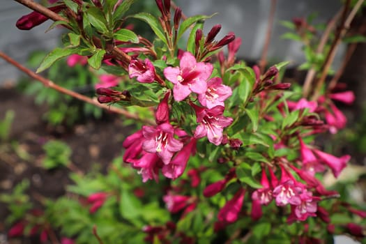 Pink summer flowers blooming on a Weigela shrub.