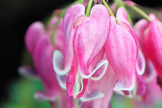 Delicate pink and white blossoms on a bleeding heart plant.