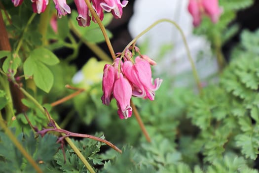Delicate pink and white blossoms on a bleeding heart plant.
