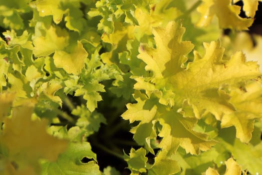 The yellow leaves on a coralbell plant during spring.