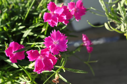 Closeup fo the pink flowers on a dianthus plant.