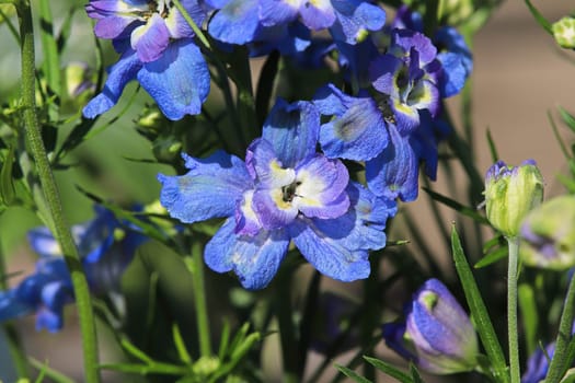 Closeup of the purple flowers on delphinium plants.