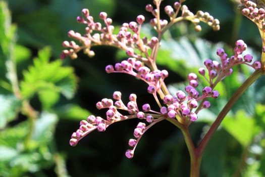 Closeup of the flower buds stalk on a dropwort plant.
