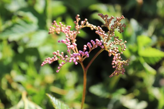 Closeup of the flower buds stalk on a dropwort plant.