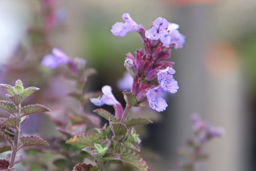 Delicate pink flowers bloom on a catmint plant.