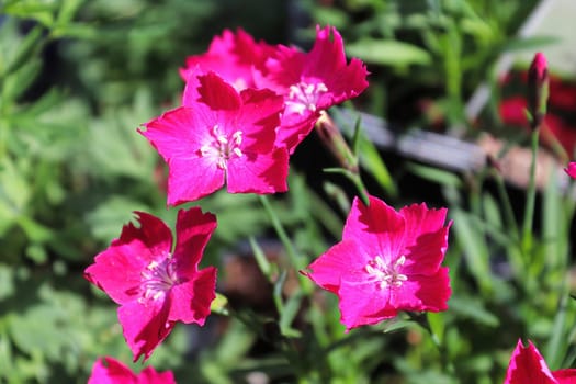 Closeup fo the pink flowers on a dianthus plant.
