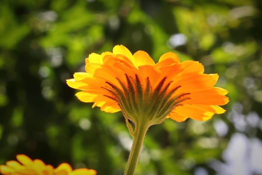 The underside of english marigolds growing in the garden.