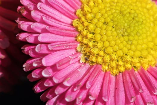 Macro of pink and yellow english daisies.