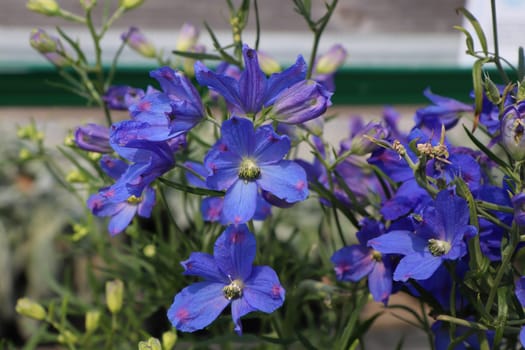 Closeup of the purple flowers on delphinium plants.