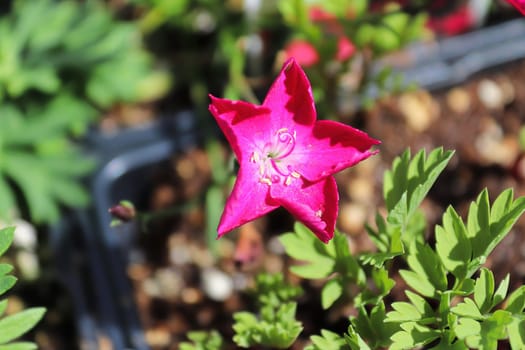 Closeup fo the pink flower on a dianthus plant.