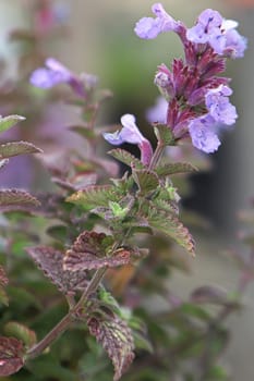 Delicate pink flowers bloom on a catmint plant.