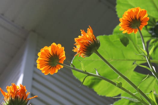 The underside of english marigolds growing in the garden.