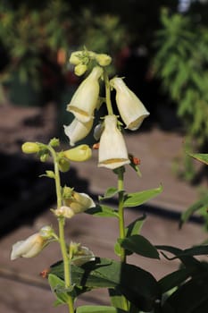 Vertical view of a spike of flowers on a foxglove plant.