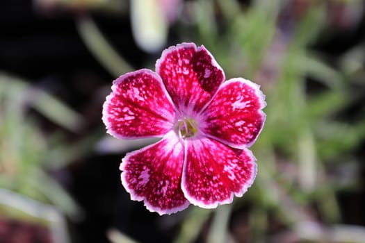 Closeup fo the pink flower on a dianthus plant.