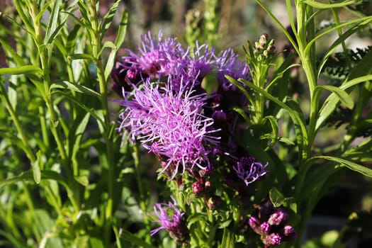 Closeup of pink gayflowers growing in the garden.