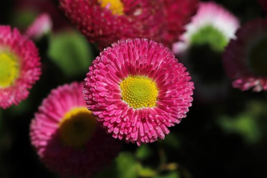 Closeup of pink and yellow english daisies.
