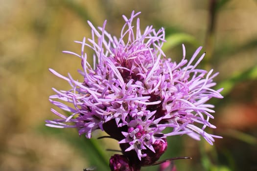 Macro of the pink petals on a gayflower during summer.