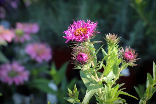 Closeup view of pink and yellow aster flowers.