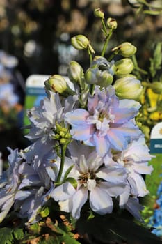 Closeup of the purple flowers on delphinium plants.