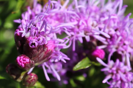 Macro of the pink petals on a gayflower during summer.