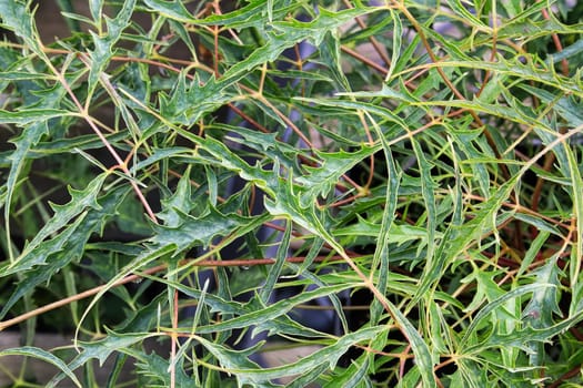 The spiny foliage on a goatsbeard plant in the spring.