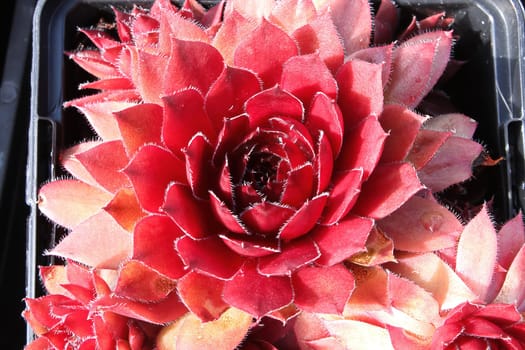 Closeup view of hens and chicks succulent plants.
