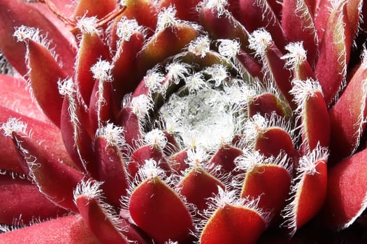 Macro view of hens and chicks succulent plants.
