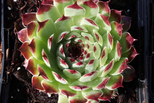 Closeup view of hens and chicks succulent plants.