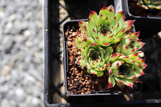 Closeup view of hens and chicks succulent plants.
