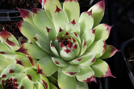 Closeup view of hens and chicks succulent plants.