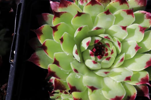 Closeup view of hens and chicks succulent plants.