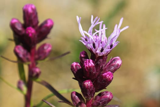 Macro of the pink petals on a gayflower during summer.