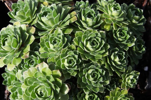 Closeup view of hens and chicks succulent plants.
