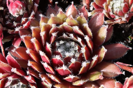 Closeup view of hens and chicks succulent plants.