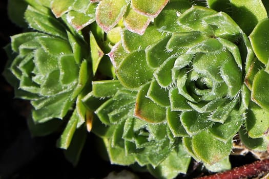 Closeup view of hens and chicks succulent plants.