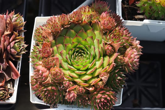 Closeup view of hens and chicks succulent plants.