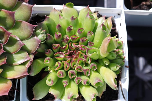Closeup view of hens and chicks succulent plants.