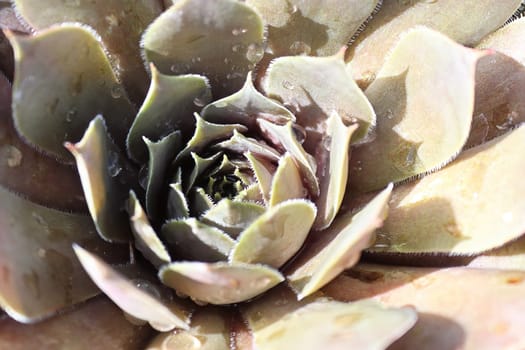 Macro view of hens and chicks succulent plants.