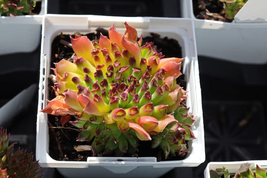 Closeup view of hens and chicks succulent plants.