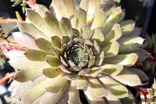 Closeup view of hens and chicks succulent plants.