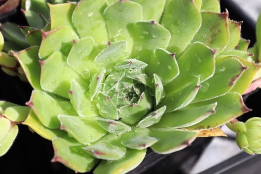Closeup view of hens and chicks succulent plants.