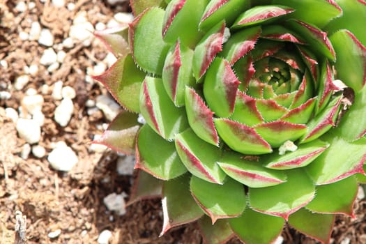 Closeup view of hens and chicks succulent plants.