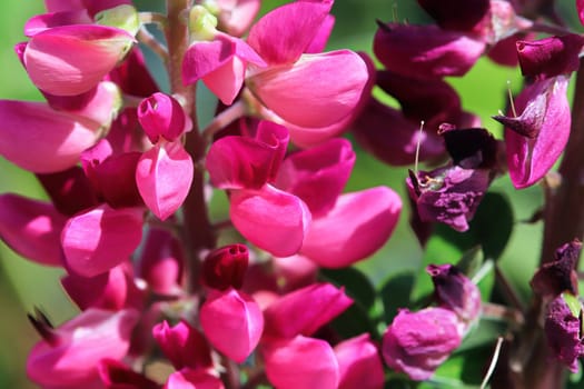 Macro view of pink blossoms on a lupin spike.