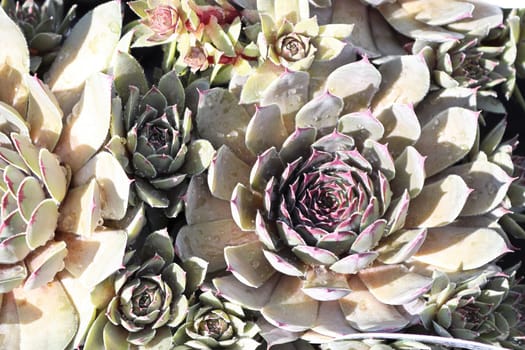 Closeup view of hens and chicks succulent plants.