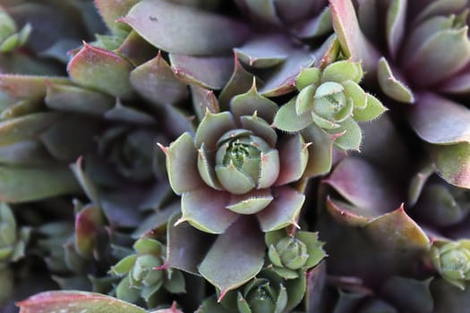 Closeup view of hens and chicks succulent plants.