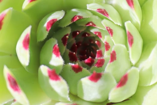 Macro view of hens and chicks succulent plants.