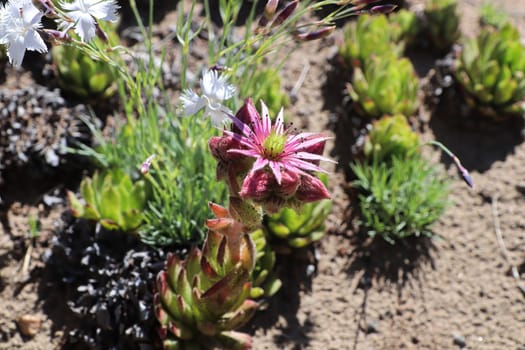 Closeup view of hens and chicks plant in bloom.