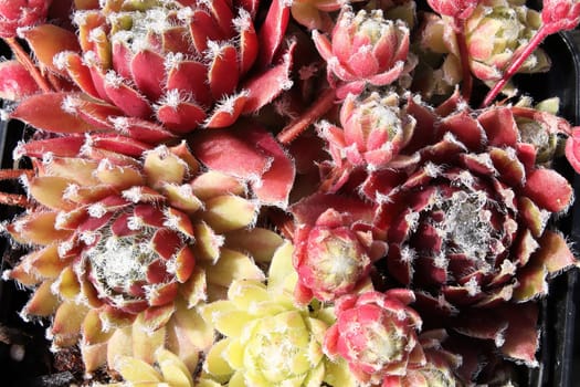 Closeup view of hens and chicks succulent plants.