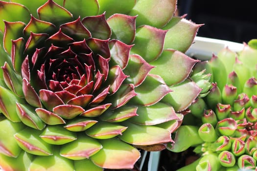 Closeup view of hens and chicks succulent plants.