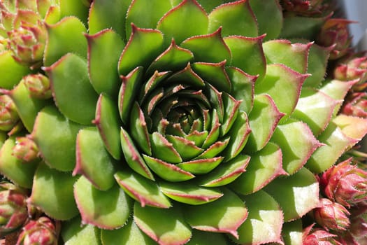 Closeup view of hens and chicks succulent plants.